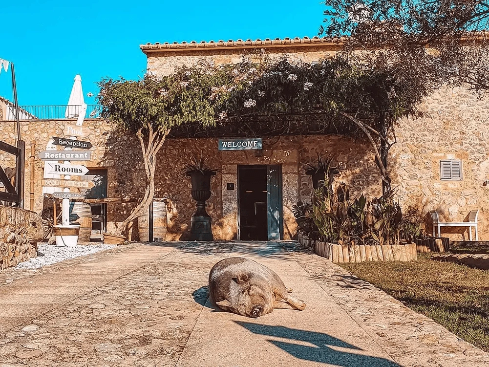 Villa Vegana - un rincon especial para el brunch en Mallorca.