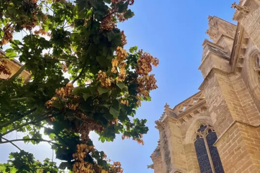 Guía de comida en otoño en Mallorca – descubre ingredientes locales y platos de temporada.