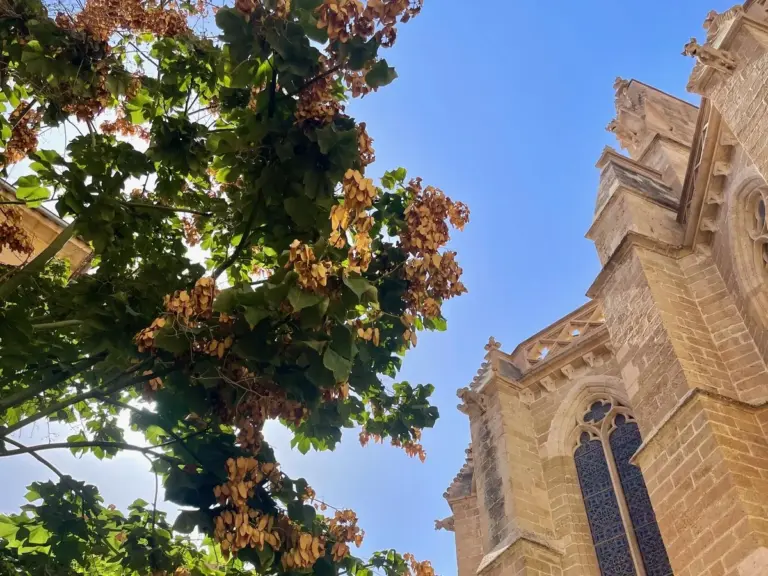 Guía de comida en otoño en Mallorca – descubre ingredientes locales y platos de temporada.