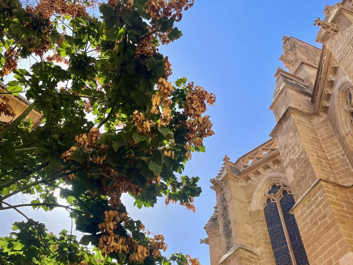 Guía de comida en otoño en Mallorca – descubre ingredientes locales y platos de temporada.