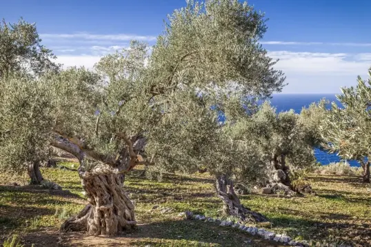 Otoño en Mallorca con olivares y tradiciones locales durante la cosecha de aceitunas.