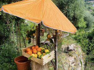 Naranjas y limones frescos en un pequeño puesto al borde de la carretera durante la temporada de cítricos en Mallorca