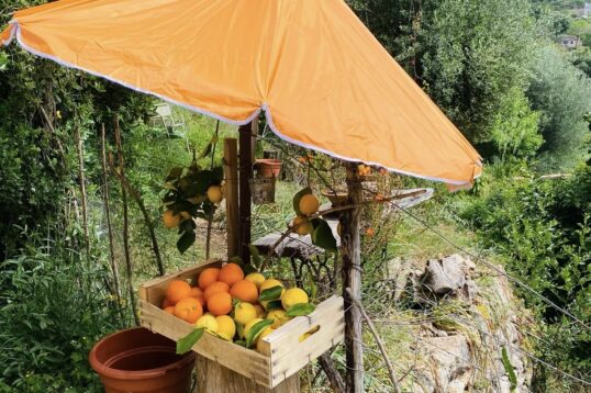Naranjas y limones frescos en un pequeño puesto al borde de la carretera durante la temporada de cítricos en Mallorca
