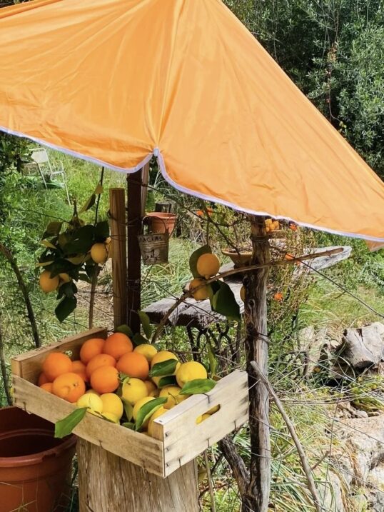 Naranjas y limones frescos en un pequeño puesto al borde de la carretera durante la temporada de cítricos en Mallorca