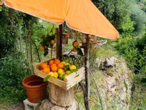 Naranjas y limones frescos en un pequeño puesto al borde de la carretera durante la temporada de cítricos en Mallorca