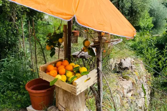 Naranjas y limones frescos en un pequeño puesto al borde de la carretera durante la temporada de cítricos en Mallorca
