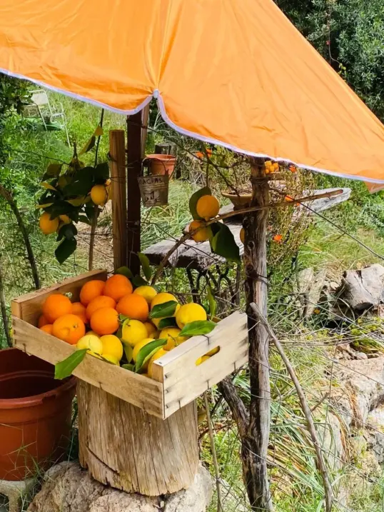 Naranjas y limones frescos en un pequeño puesto al borde de la carretera durante la temporada de cítricos en Mallorca