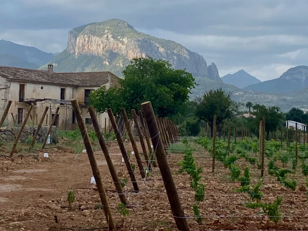Mallorcan Food - Vineyards of Mallorca, the source of local wine