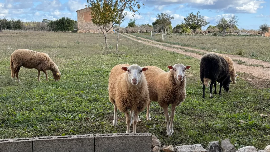 Eco-Friendly Travel - Sheeps and landscape Mallorca