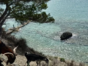 Top 5 cultural sights in Mallorca beach and goats in Mallorca