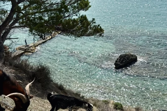 Top 5 cultural sights in Mallorca beach and goats in Mallorca