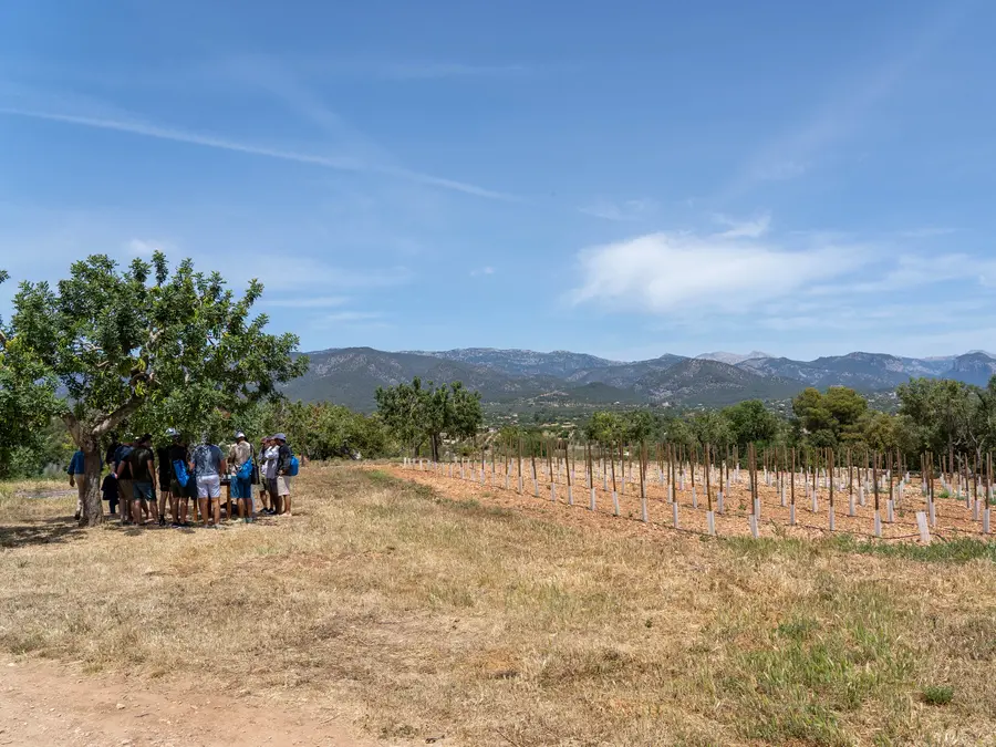 vineyard tour in Mallorca – scenic vineyard with rolling hills and grapevines