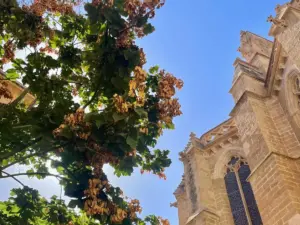 Mallorca Autumn food guide – discover local ingredients and seasonal dishes.