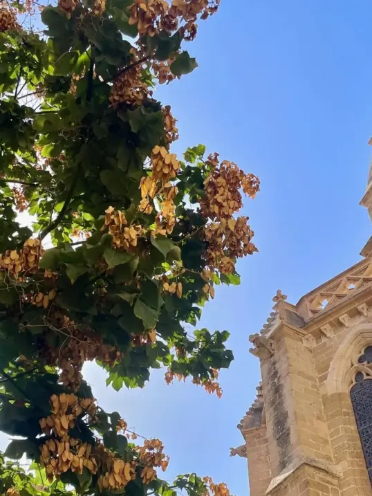 Mallorca Autumn food guide – discover local ingredients and seasonal dishes.