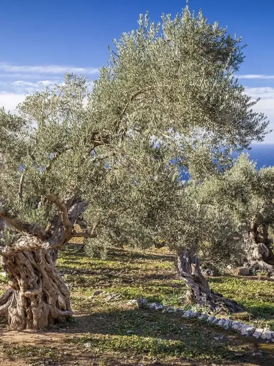 The olive harvest season in Mallorca showcasing their liquid gold and local traditions