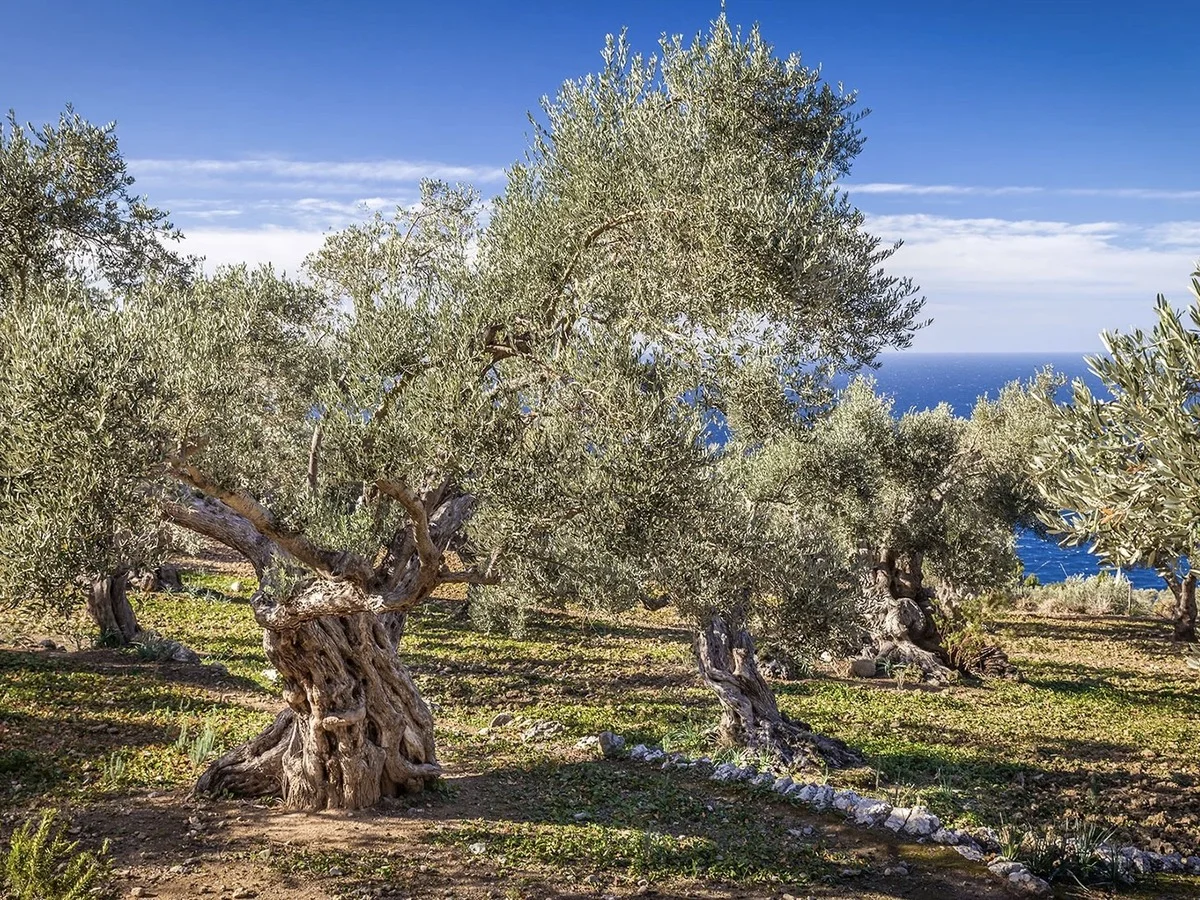 The olive harvest season in Mallorca showcasing their liquid gold and local traditions