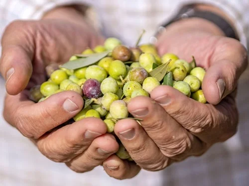 olive picture 4 Food Tours Mallorca
