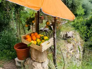 Fresh oranges and lemons at a small roadside stand during citrus season in Mallorca