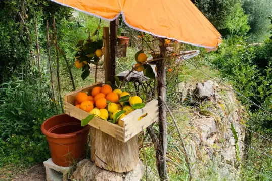 Fresh oranges and lemons at a small roadside stand during citrus season in Mallorca