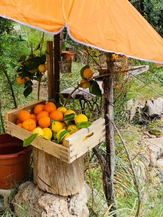 Fresh oranges and lemons at a small roadside stand during citrus season in Mallorca